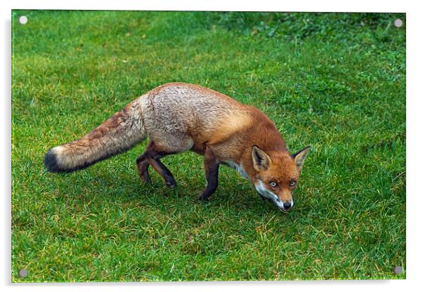Slinky fox Acrylic by Ian Duffield