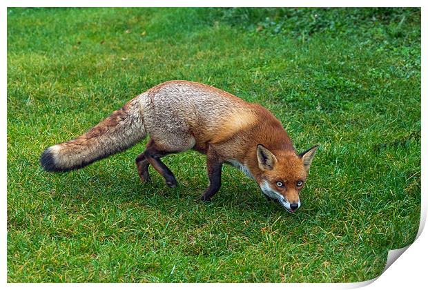 Slinky fox Print by Ian Duffield