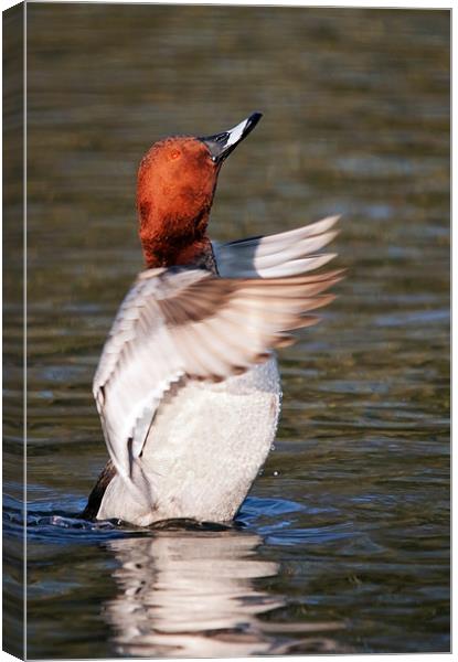 Male Pochard says "Applause please" as he stands i Canvas Print by Ian Duffield