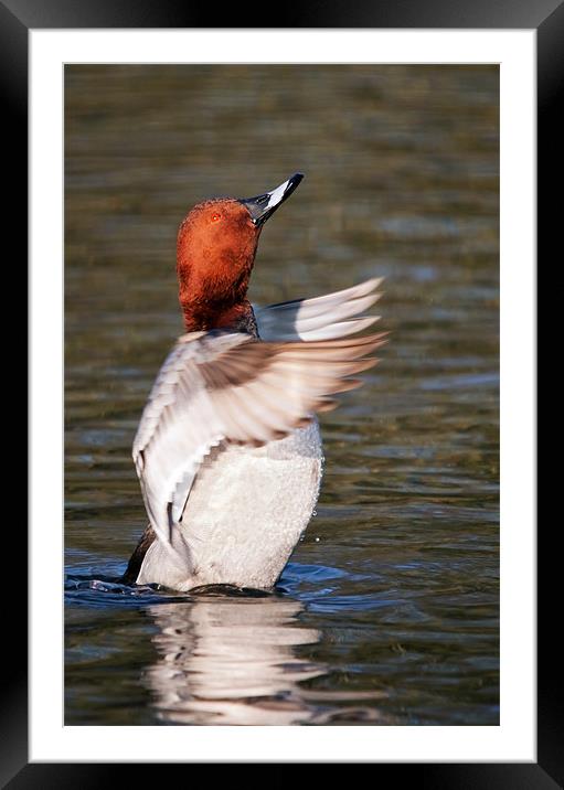 Male Pochard says "Applause please" as he stands i Framed Mounted Print by Ian Duffield