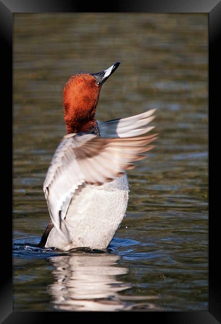 Male Pochard says "Applause please" as he stands i Framed Print by Ian Duffield