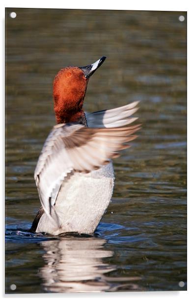 Male Pochard says "Applause please" as he stands i Acrylic by Ian Duffield