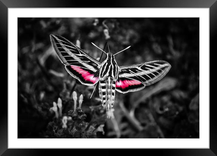 Hummingbird Moth in B&W Framed Mounted Print by Doug Long