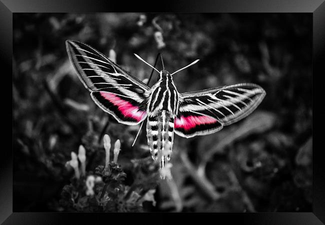 Hummingbird Moth in B&W Framed Print by Doug Long