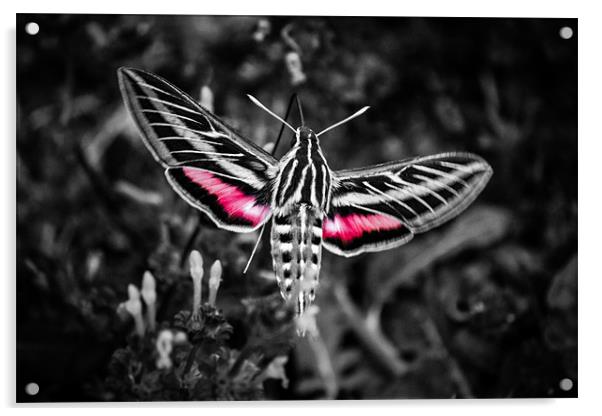 Hummingbird Moth in B&W Acrylic by Doug Long