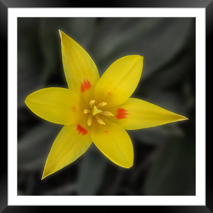 yellow tulip Framed Mounted Print by christopher darmanin