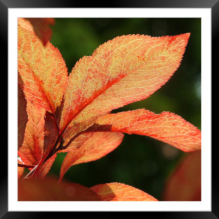 red leaves Framed Mounted Print by christopher darmanin