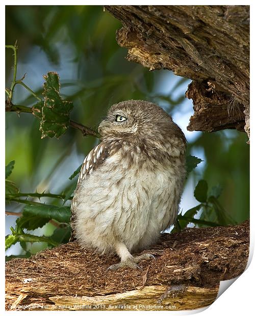 Little Owl Print by Paul Scoullar
