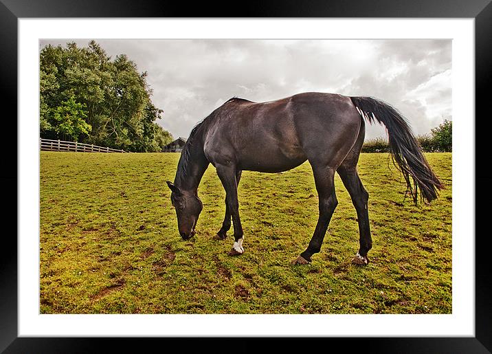 Grazing Beauty Framed Mounted Print by Dawn Cox