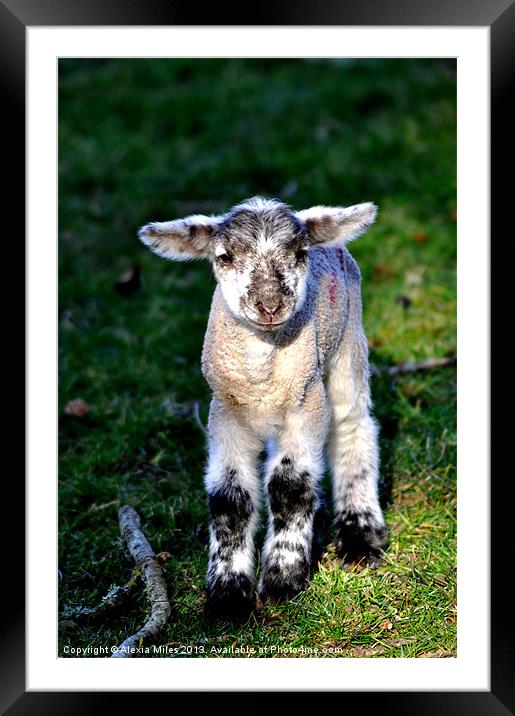 Spring Lamb Framed Mounted Print by Alexia Miles