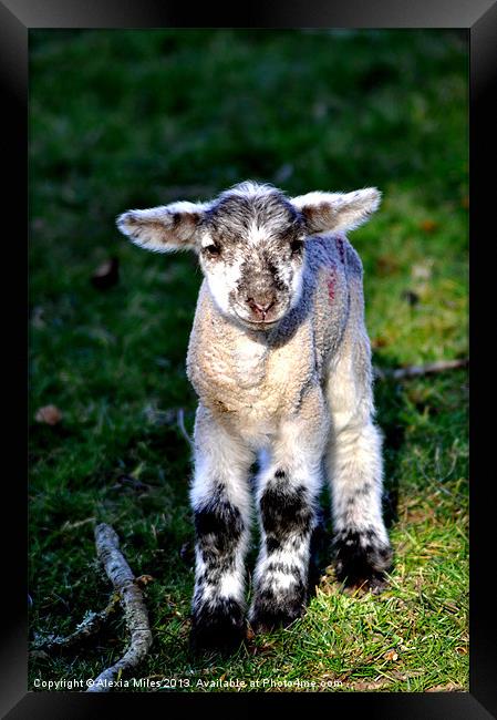 Spring Lamb Framed Print by Alexia Miles