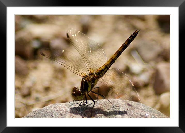Dragonfly Framed Mounted Print by Gail Surplice