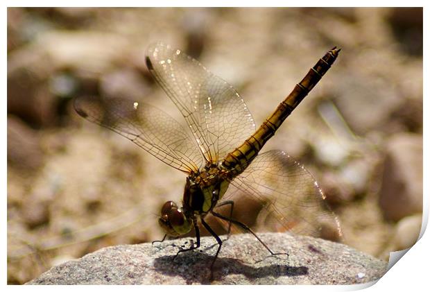 Dragonfly Print by Gail Surplice