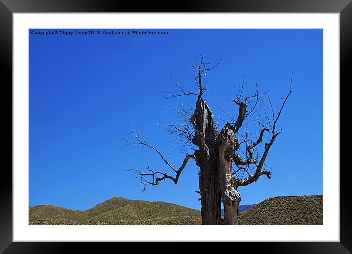 Dead tree in the desert Framed Mounted Print by Digby Merry