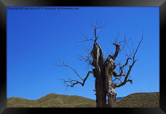 Dead tree in the desert Framed Print by Digby Merry