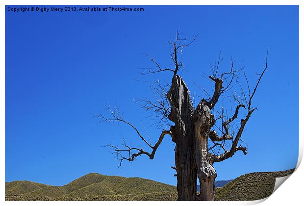 Dead tree in the desert Print by Digby Merry