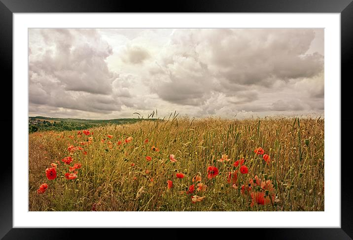 Poppies on the Hill Framed Mounted Print by Dawn Cox