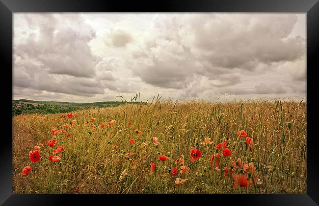 Poppies on the Hill Framed Print by Dawn Cox