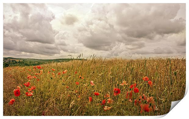 Poppies on the Hill Print by Dawn Cox
