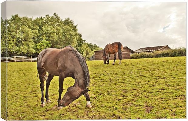 Horses in a field Canvas Print by Dawn Cox