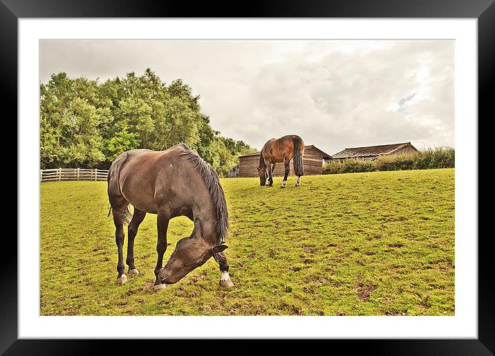 Horses in a field Framed Mounted Print by Dawn Cox