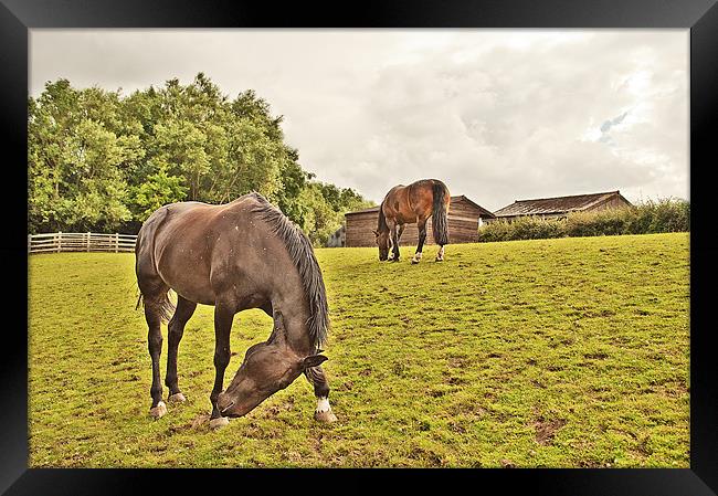 Horses in a field Framed Print by Dawn Cox