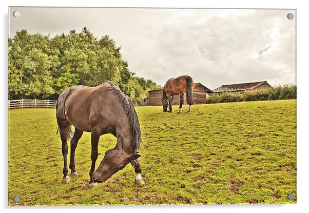 Horses in a field Acrylic by Dawn Cox