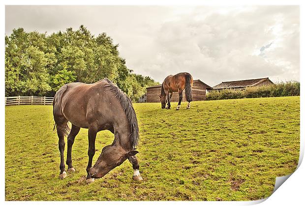 Horses in a field Print by Dawn Cox