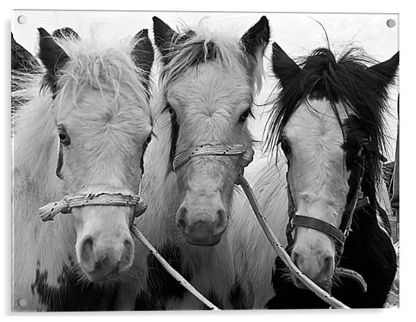 The Three Amigos Acrylic by Rupert Gladstone