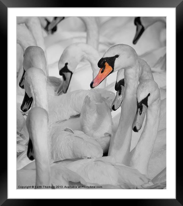 Swan Gathering. Framed Mounted Print by Keith Thorburn EFIAP/b
