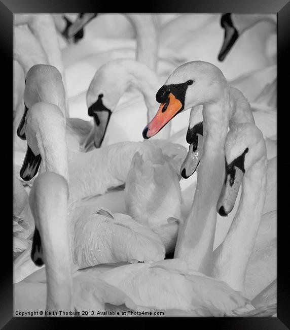 Swan Gathering. Framed Print by Keith Thorburn EFIAP/b