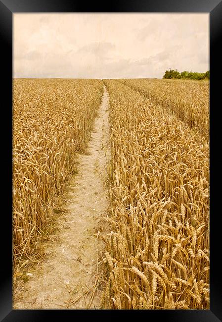 The Golden Pathway Framed Print by Dawn Cox