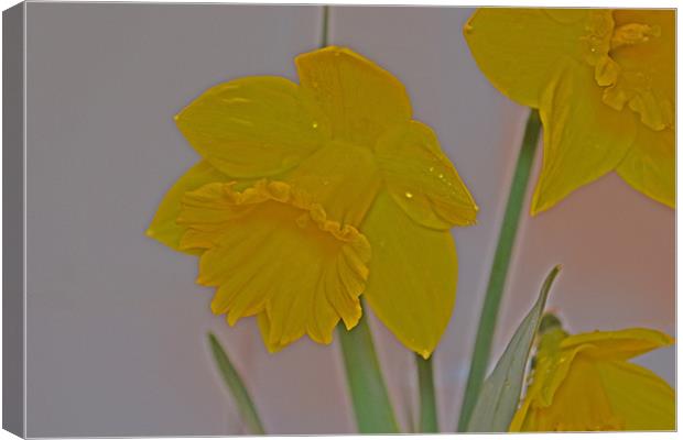 Daffodil Canvas Print by Nadeesha Jayamanne