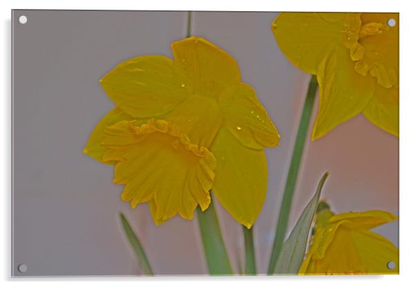 Daffodil Acrylic by Nadeesha Jayamanne