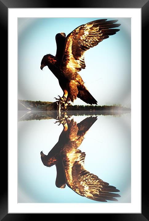 Reflections of a Golden Eagle Framed Mounted Print by Rupert Gladstone