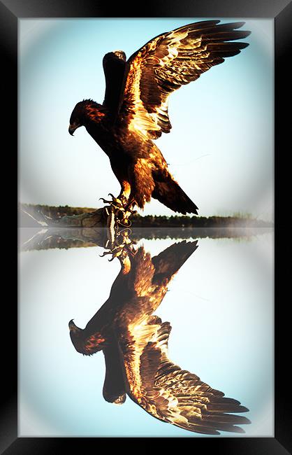 Reflections of a Golden Eagle Framed Print by Rupert Gladstone