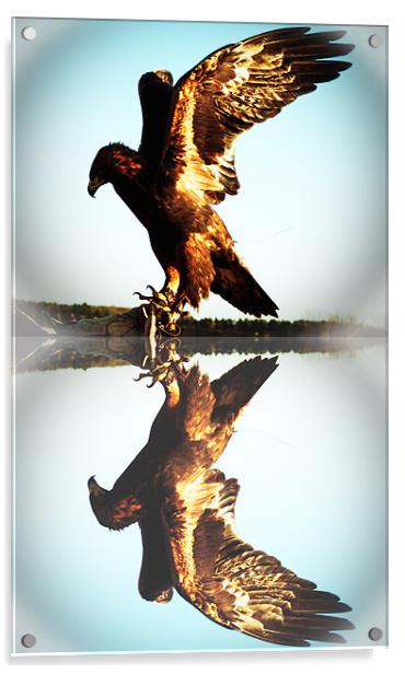 Reflections of a Golden Eagle Acrylic by Rupert Gladstone