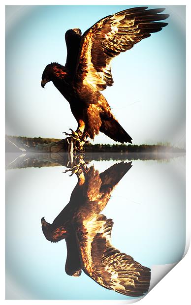 Reflections of a Golden Eagle Print by Rupert Gladstone