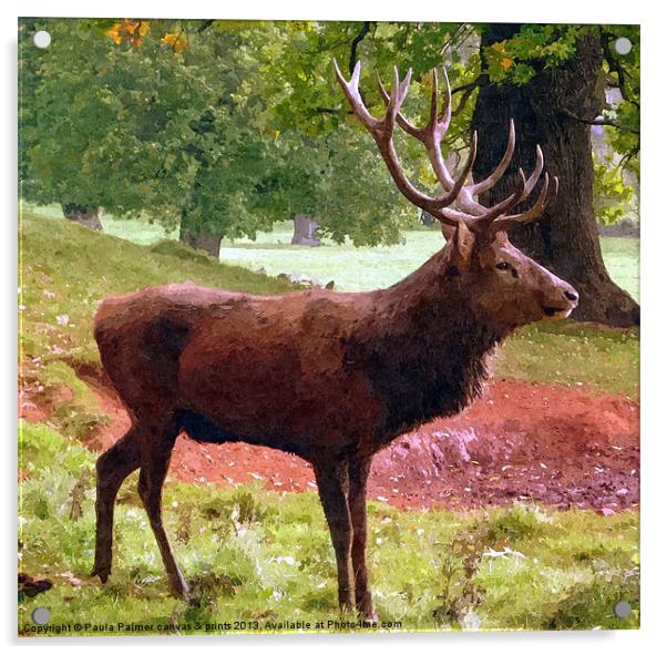 A red deer stag Acrylic by Paula Palmer canvas