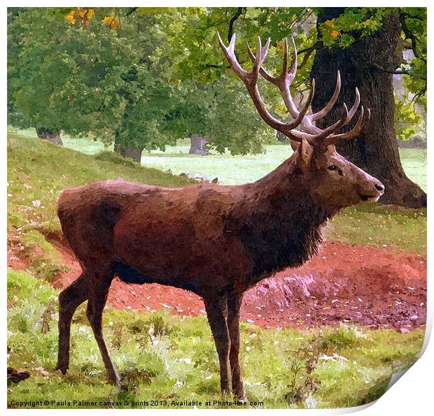 A red deer stag Print by Paula Palmer canvas