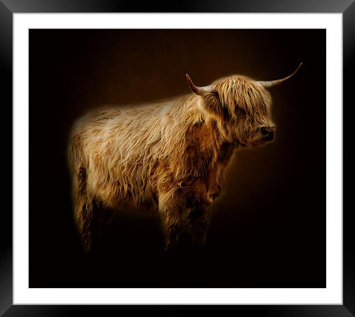 Highlander., Framed Mounted Print by Debra Kelday