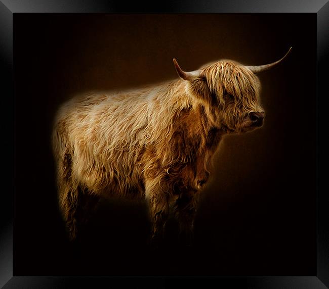 Highlander., Framed Print by Debra Kelday