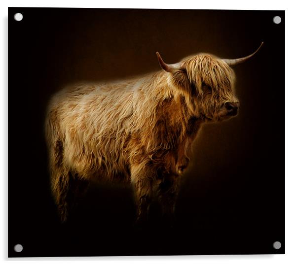 Highlander., Acrylic by Debra Kelday