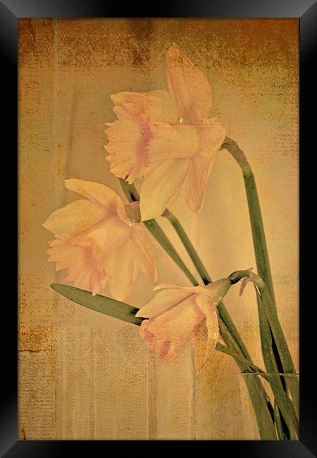 Daffodil 2 Framed Print by Nadeesha Jayamanne