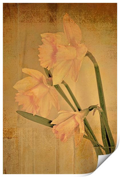 Daffodil 2 Print by Nadeesha Jayamanne