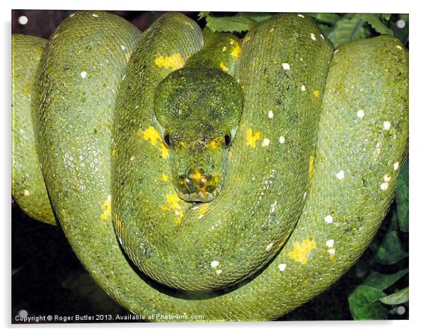 Green Tree Python Acrylic by Roger Butler