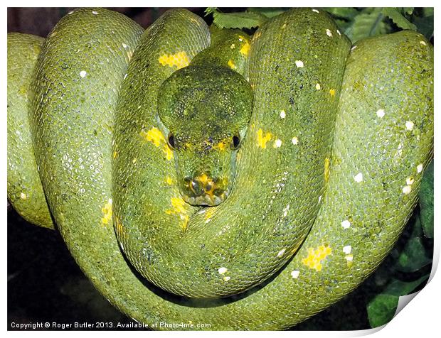 Green Tree Python Print by Roger Butler