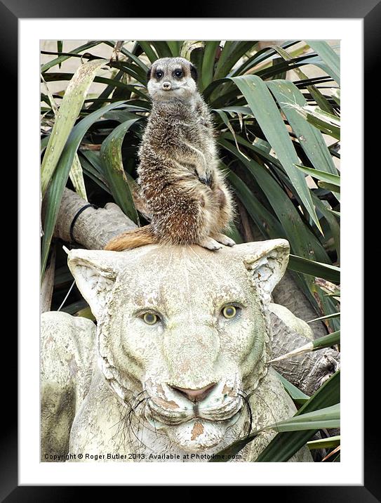 Lion Lookout ! Framed Mounted Print by Roger Butler
