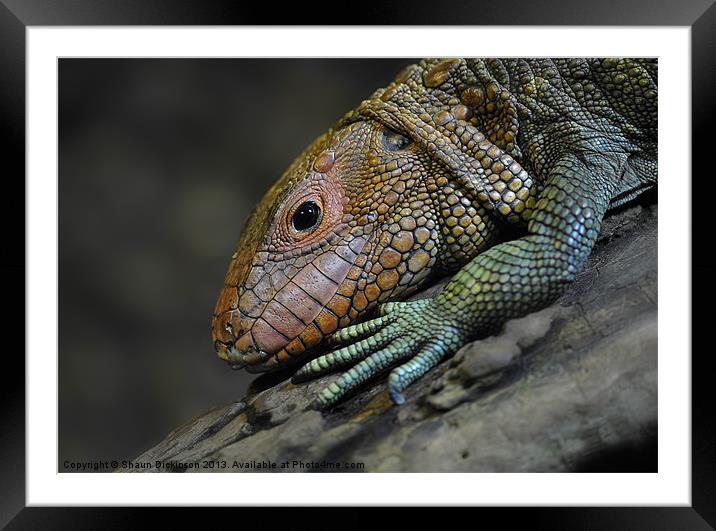 Caiman Lizard Framed Mounted Print by Shaun Dickinson