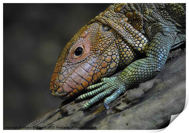 Caiman Lizard Print by Shaun Dickinson